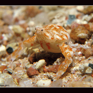 A Crab ... of some description