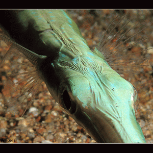 Smooth Cornetfish