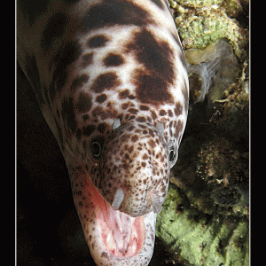 Tiger Snake Eel