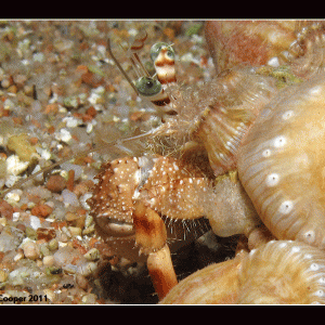 Anemone Crab