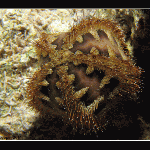 Bald Patch urchin