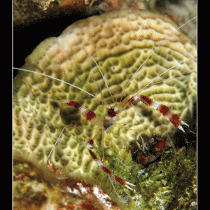 Banded Boxer Shrimp