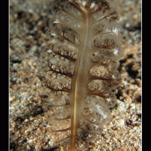 Feather Pen Star