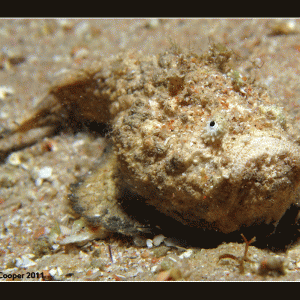 Stonefish