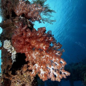 Softcoral12