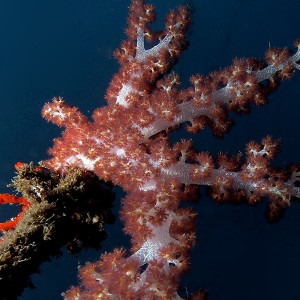 Softcoral_2