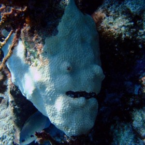 Coral_Face_2_