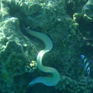 Snow Moray eel
