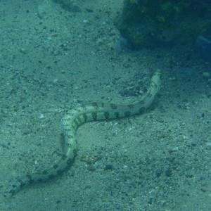 Spotted Eel Snake