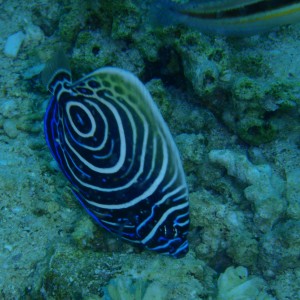 Butterly Fish