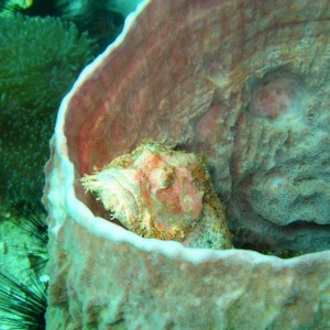 Bearded Scorpionfish