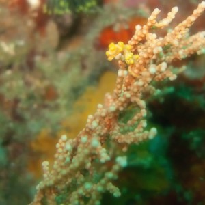 A Pigmee Sea Horse in Kilima Wall, Puerto Galera