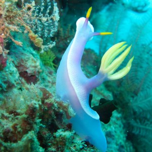 Bullock's Hypselodoris