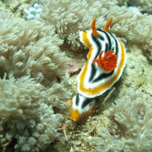 Strigate Chromodoris