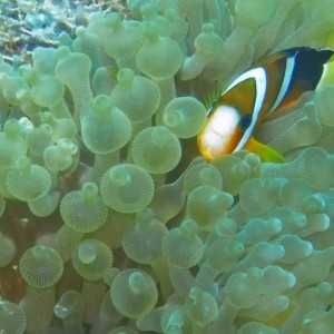 Clark's anemonefish