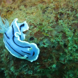 Loch's Chromodoris