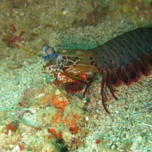 Peacock Mantis Shrimp