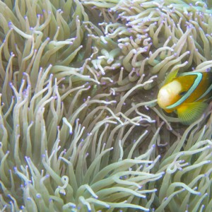 Clark's anemonefish