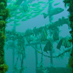 Alma Jane Wreck