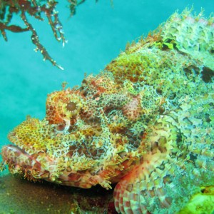 Bearded Scorpionfish