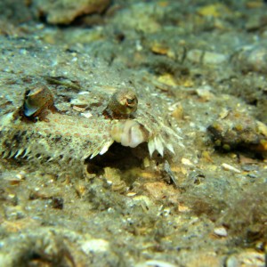 flounderfinal