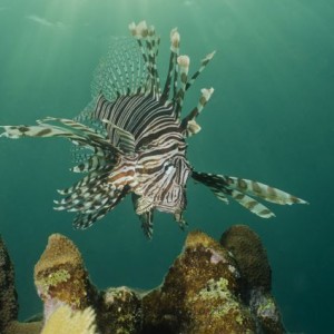 Lionfish - Beautiful but so destructive