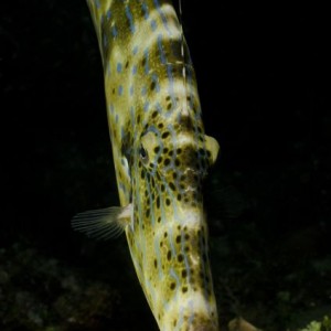 Scrawled Filefish