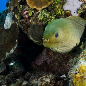 Beautiful Green Moray