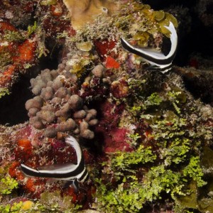 Spotted Drum Juveniles