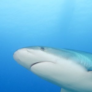 Caribbean Reef Shark