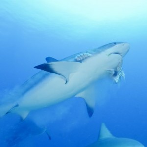 Caribbean Reef Shark