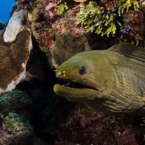 Green Moray