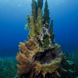 Cool Coral Formation