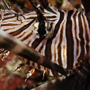 Lionfish Close-up