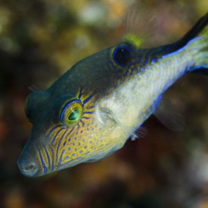 Sharpnose Puffer