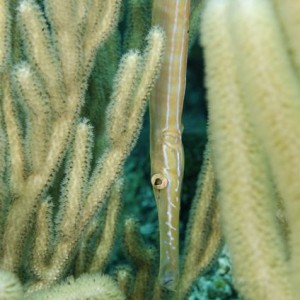 Trumpetfish trying to hide