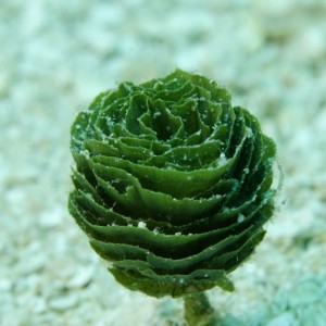 Pinecone Algae