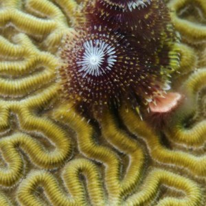 Secretary Blenny and Christmas Tree Worms