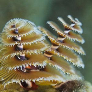 Christmas Tree Worms