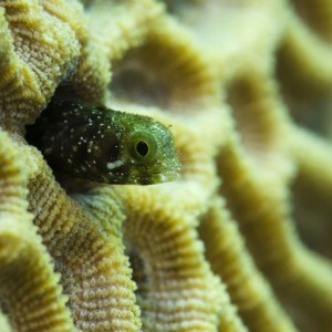 Secretary Blenny