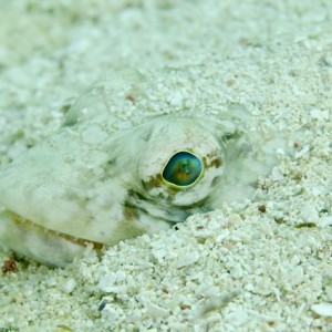 Hiding Lizardfish