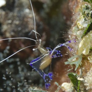 Pederson Cleaner Shrimp