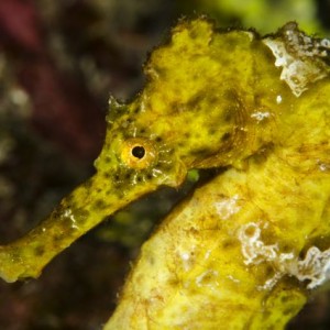 Yellow Seahorse