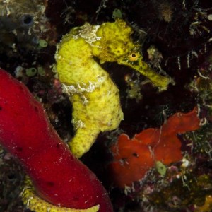 Yellow Seahorse