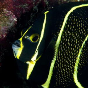 Juvenile French Anglefish