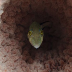 Sharpnose Puffer hiding in Tube Sponge