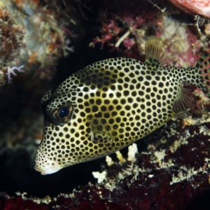 Spotted Trunkfish