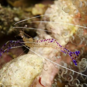 Pederson Cleaner Shrimp