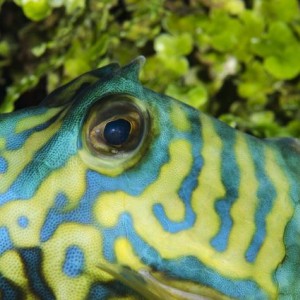 Scrawled Cowfish