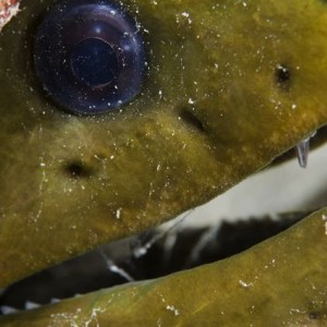 Green Moray up-close